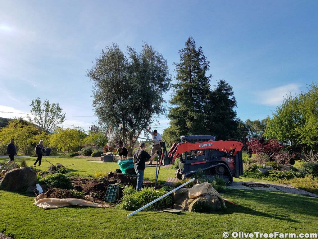 Olive trees for sale