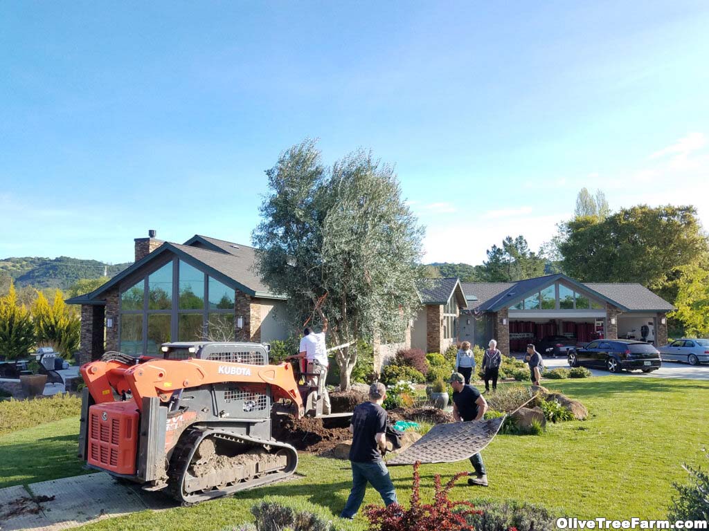 Olive trees for sale