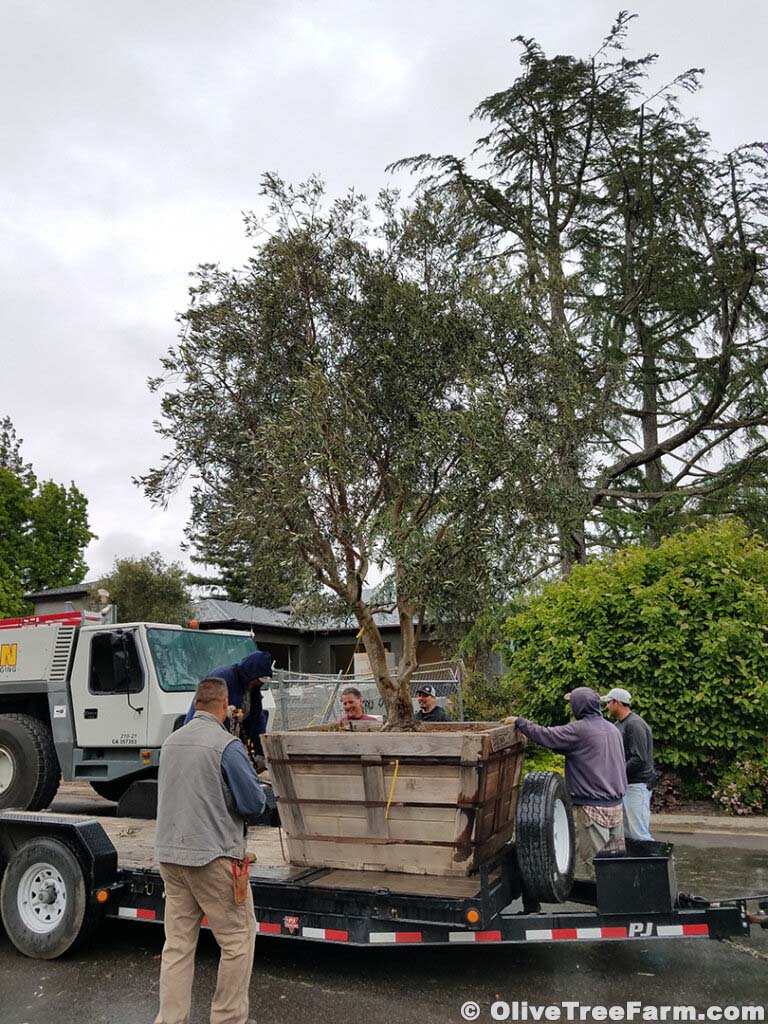 Olive trees for sale