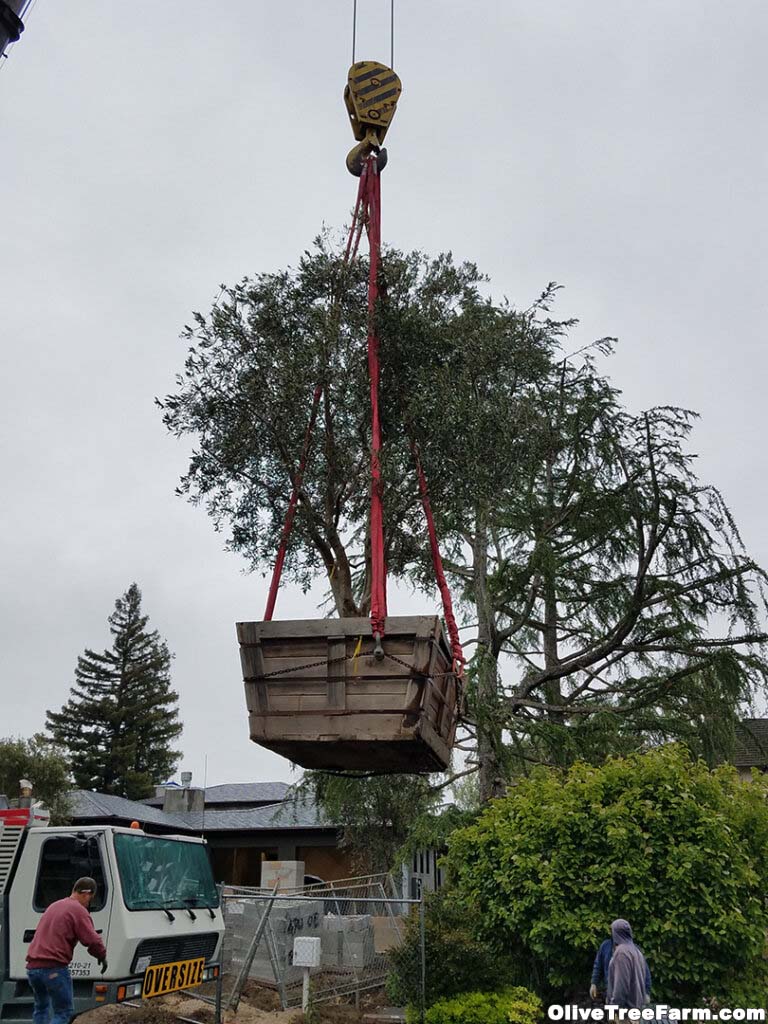 Olive trees for sale