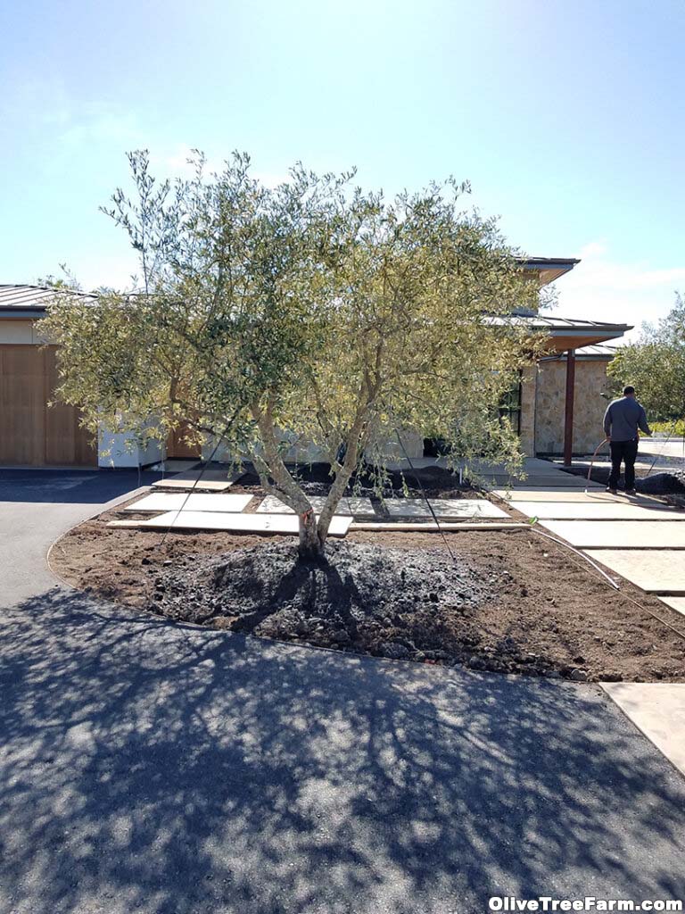 Olive trees for sale