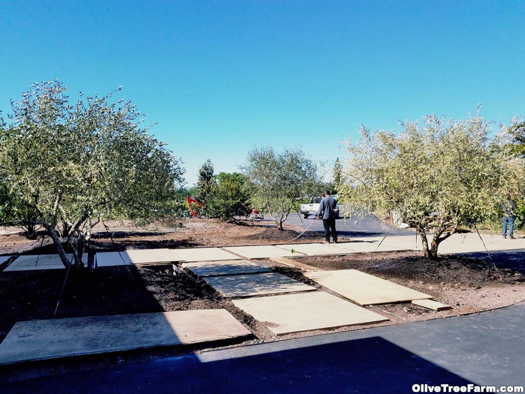 Olive trees for sale