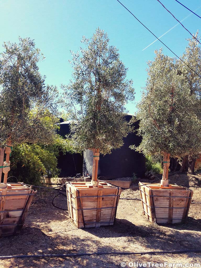 Olive trees for sale