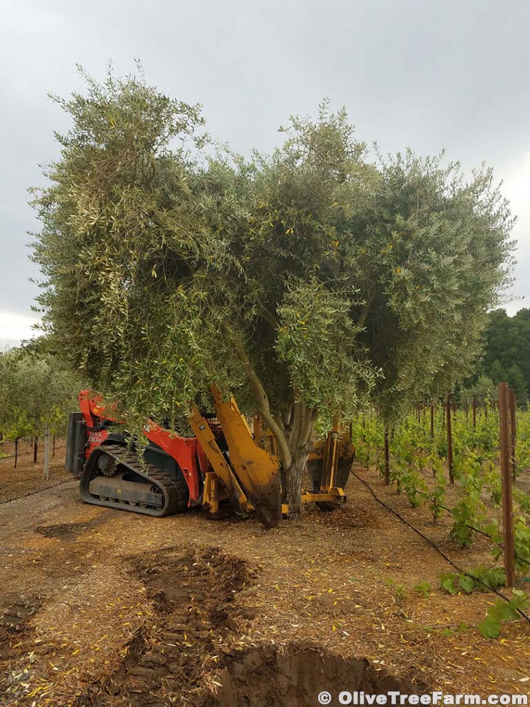 Swan hill olive trees