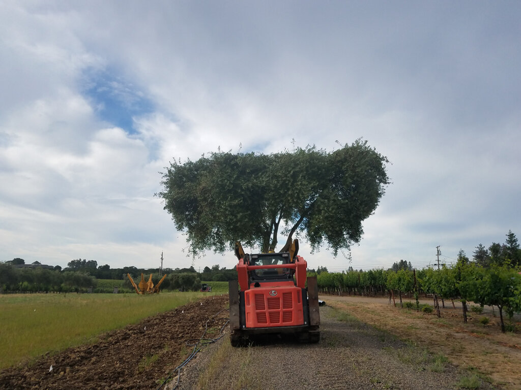 Olive trees for sale