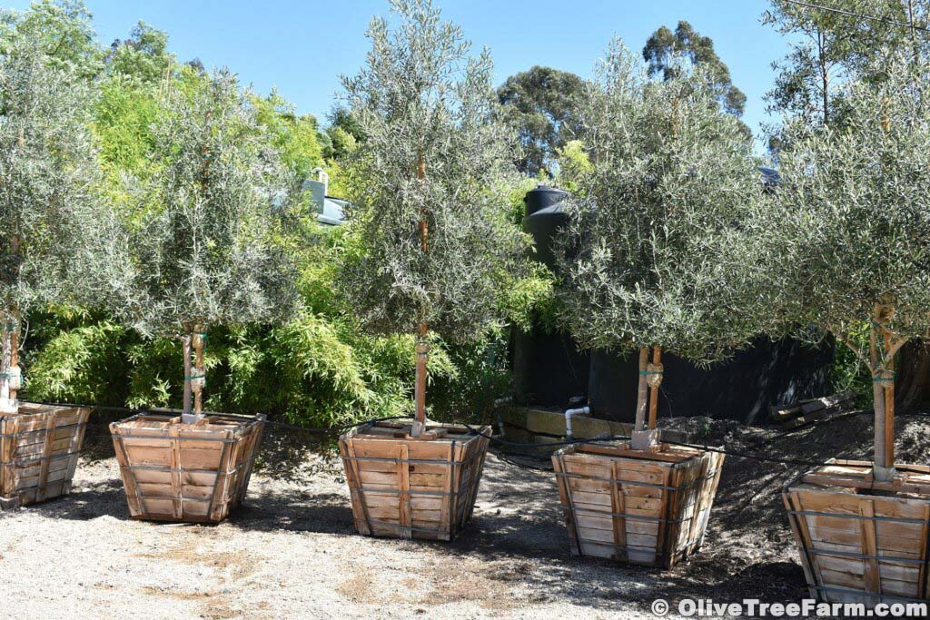 Olive trees for sale