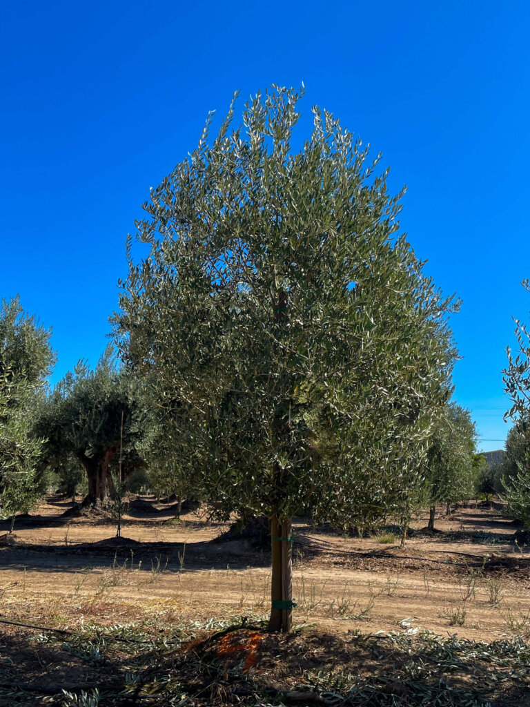Leccino olive trees