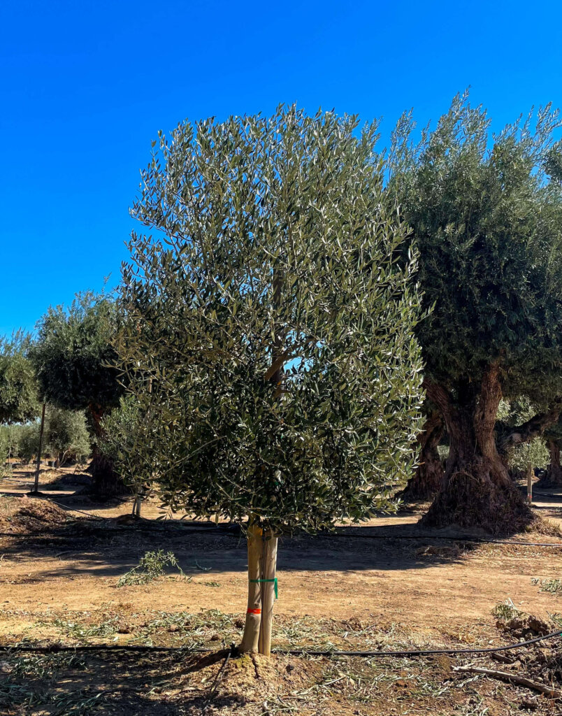 Leccino olive trees