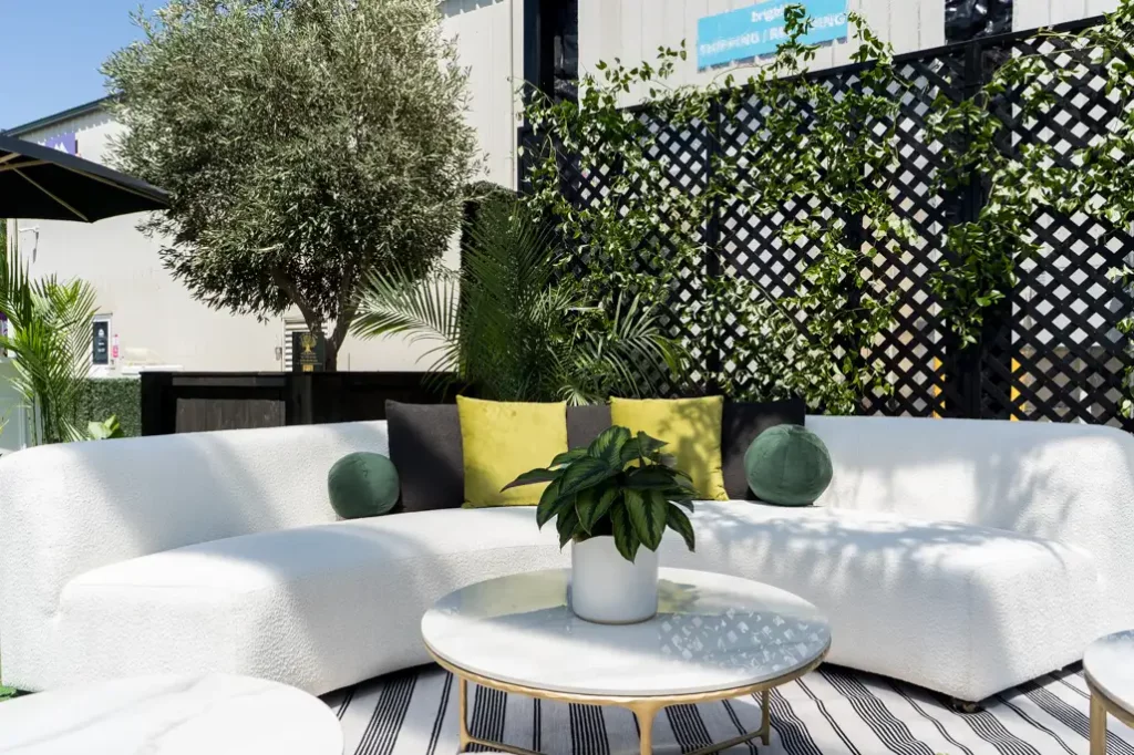 Olive trees for sale
