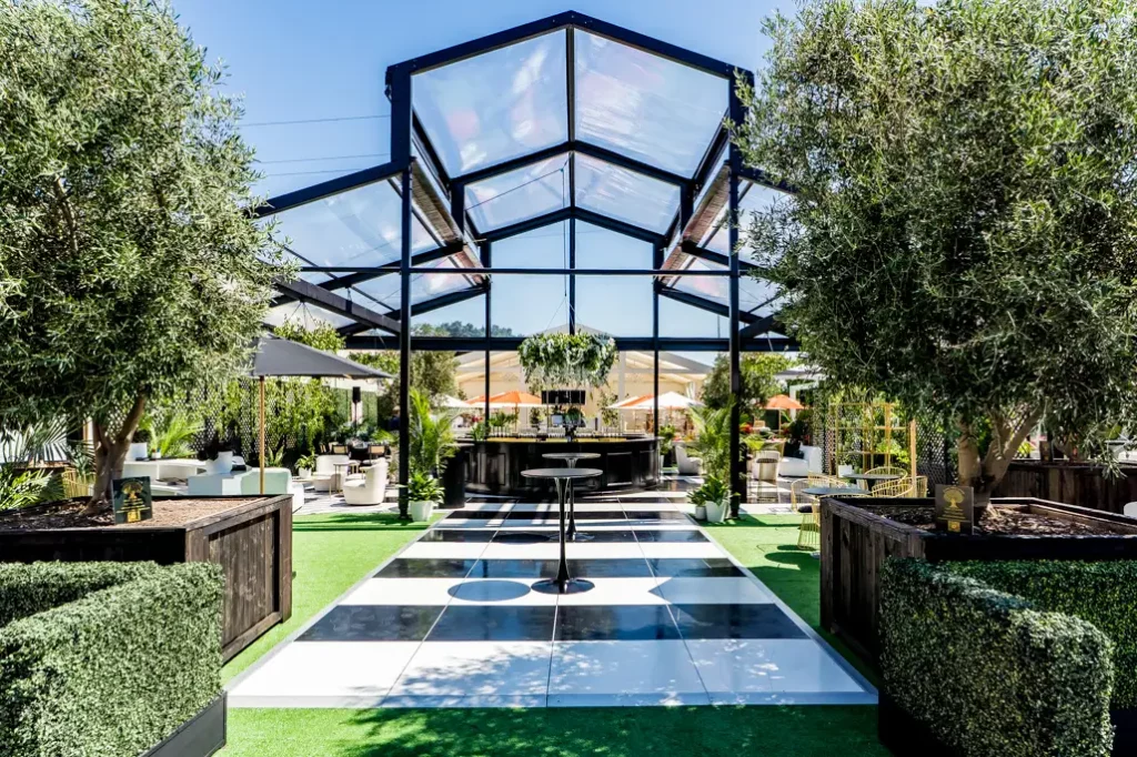 Olive trees for sale