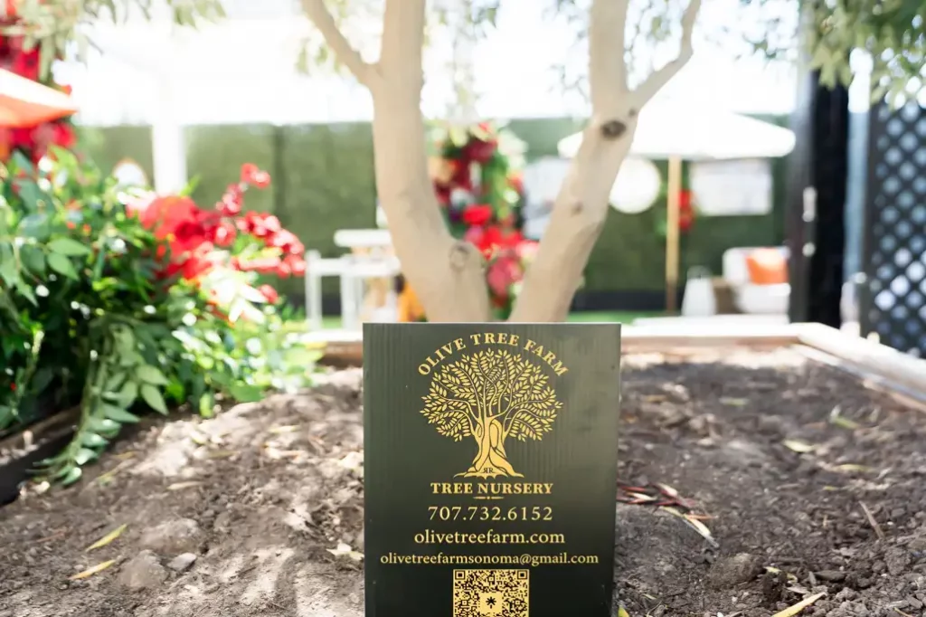 Olive trees for sale